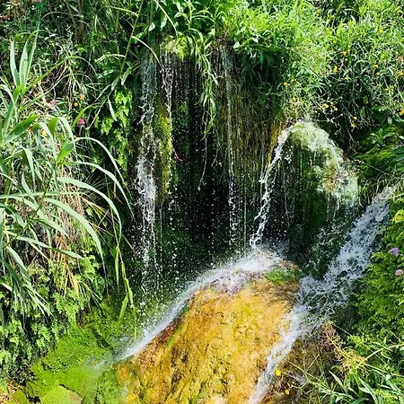Jasmin *